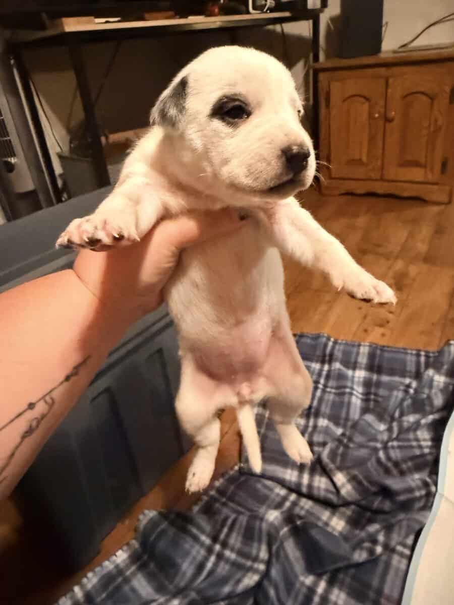 Female Puppies image 8