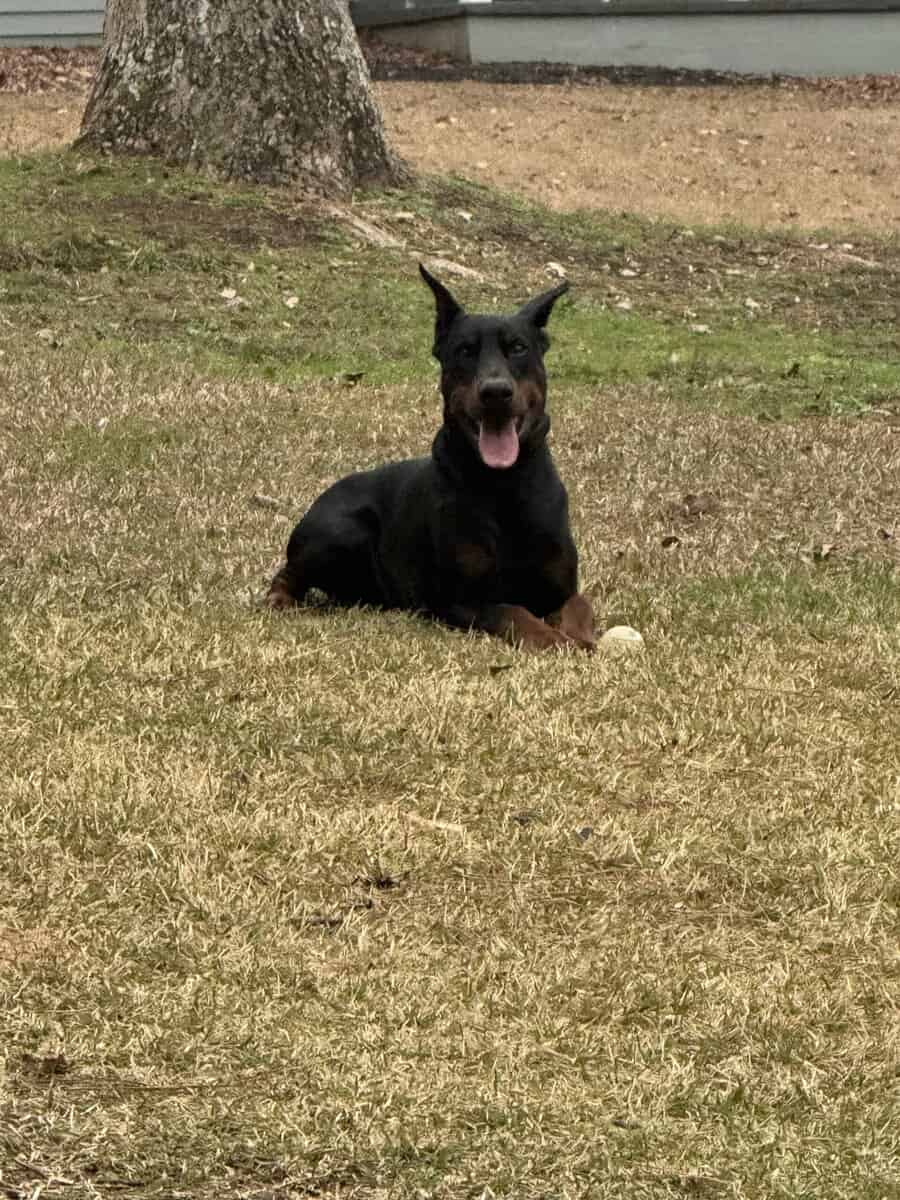 Dobermans image 8