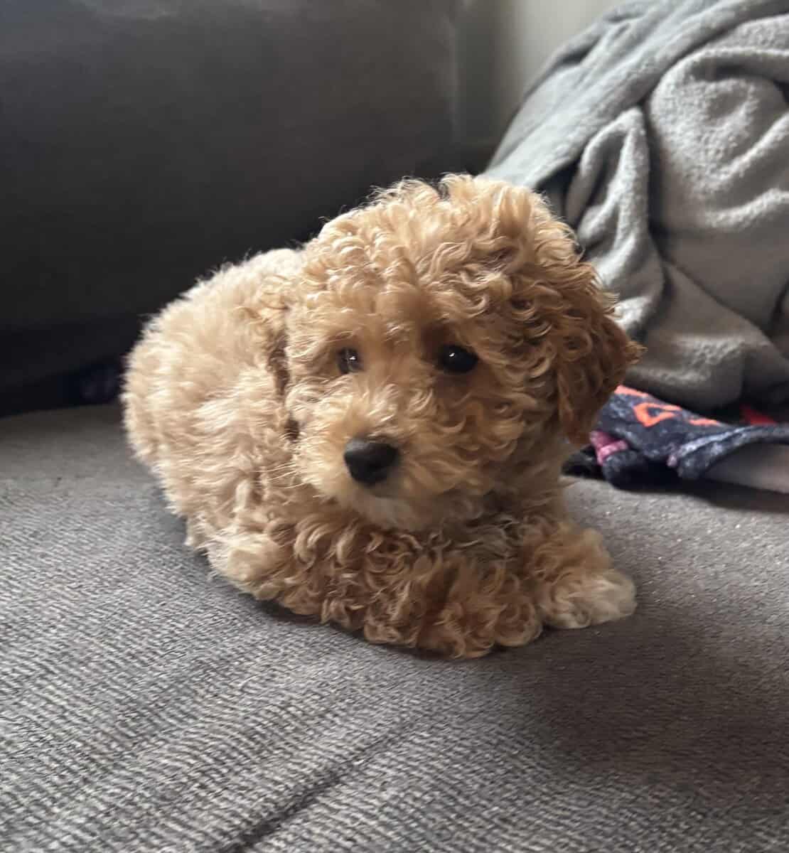 Mini poodle image 2