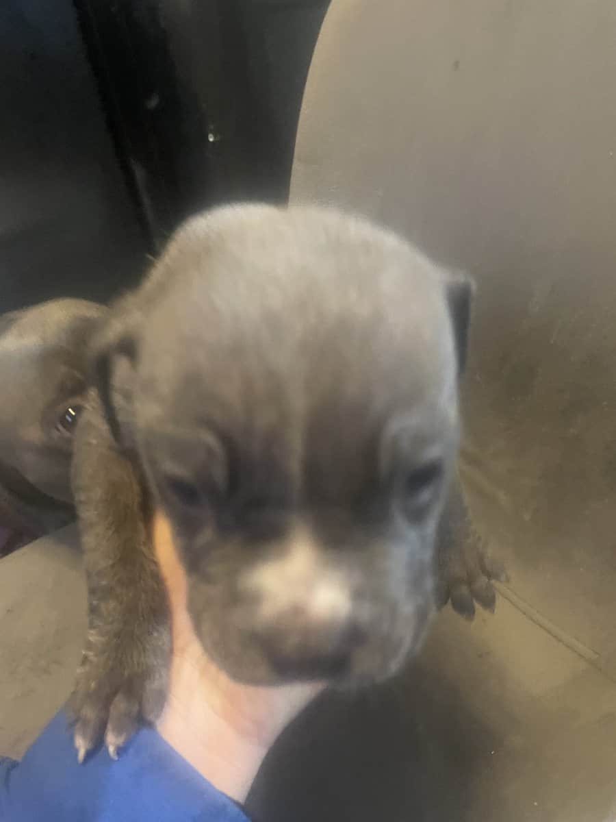 Pitt bull puppies for sale image 2