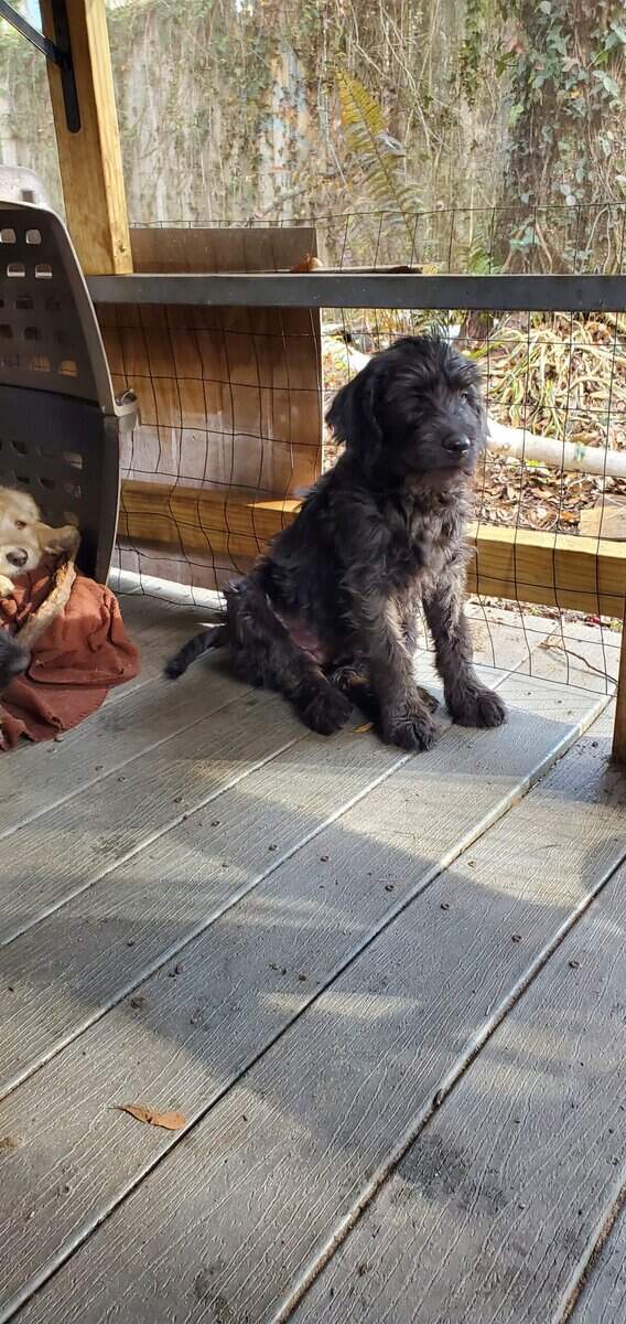 Labradoodle Puppies image 3