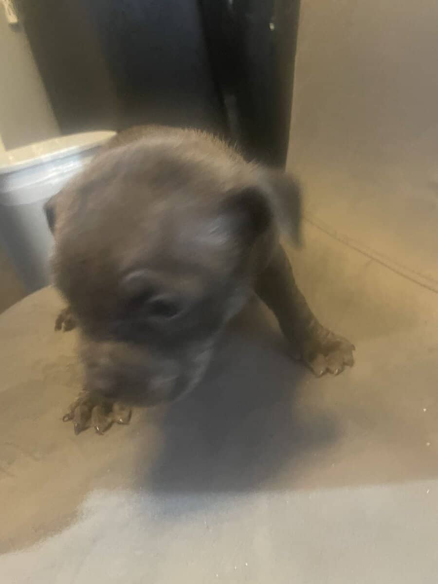 Pitt bull puppies for sale image 5