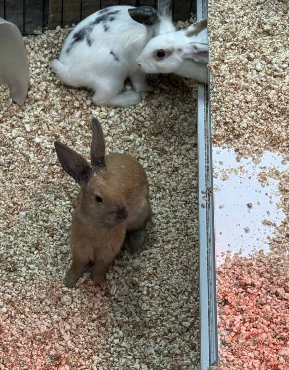 New Zealand Bunny Kits — Sweet, Chunky, & Ready No image 3