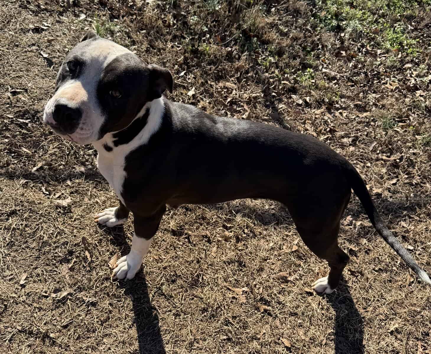 Sweet Girl Needs Home image 3