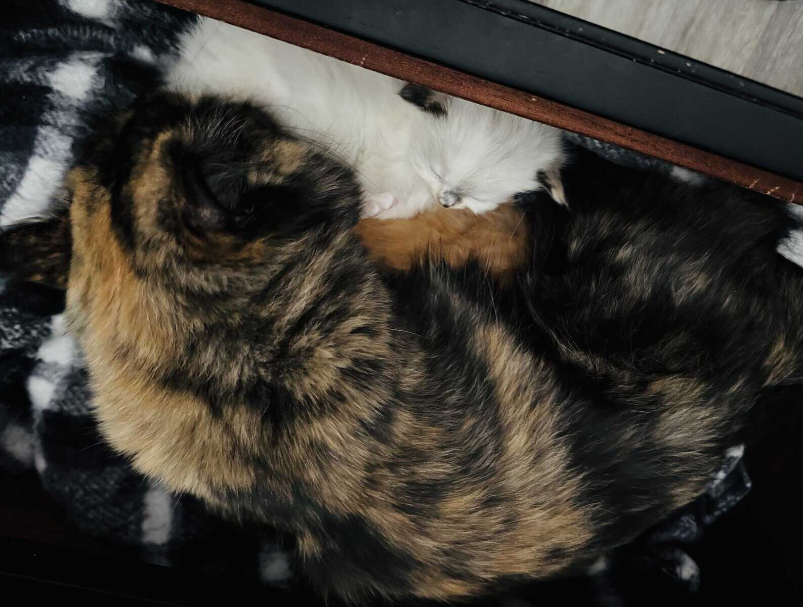 Furever Love image 15