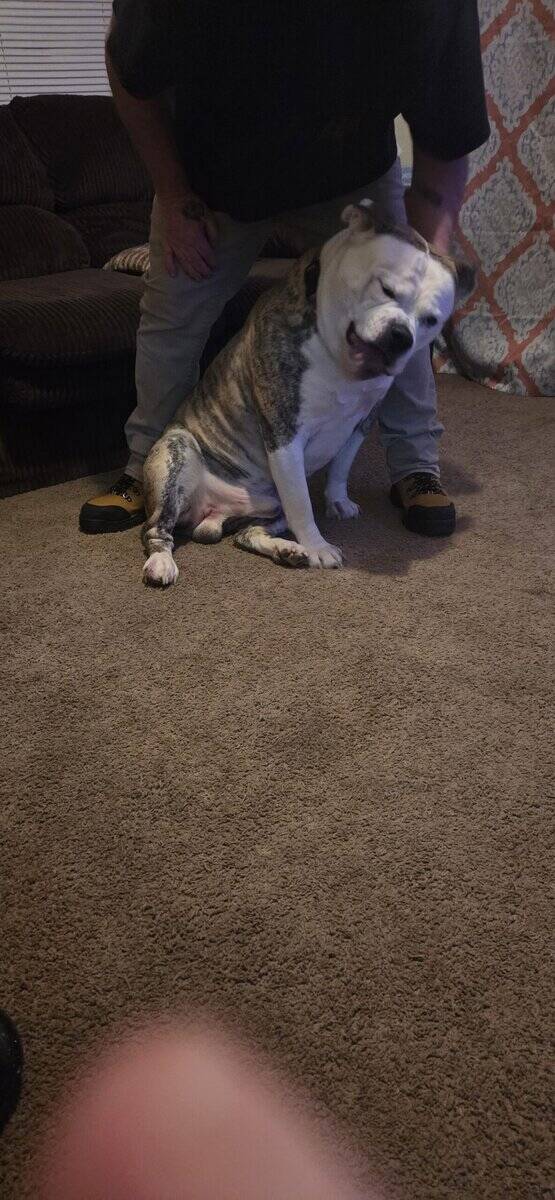 Free American bulldog image 4