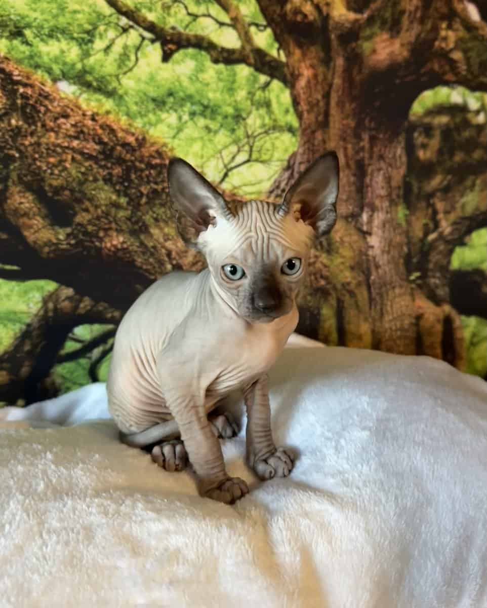 Sphynx kitten image 3