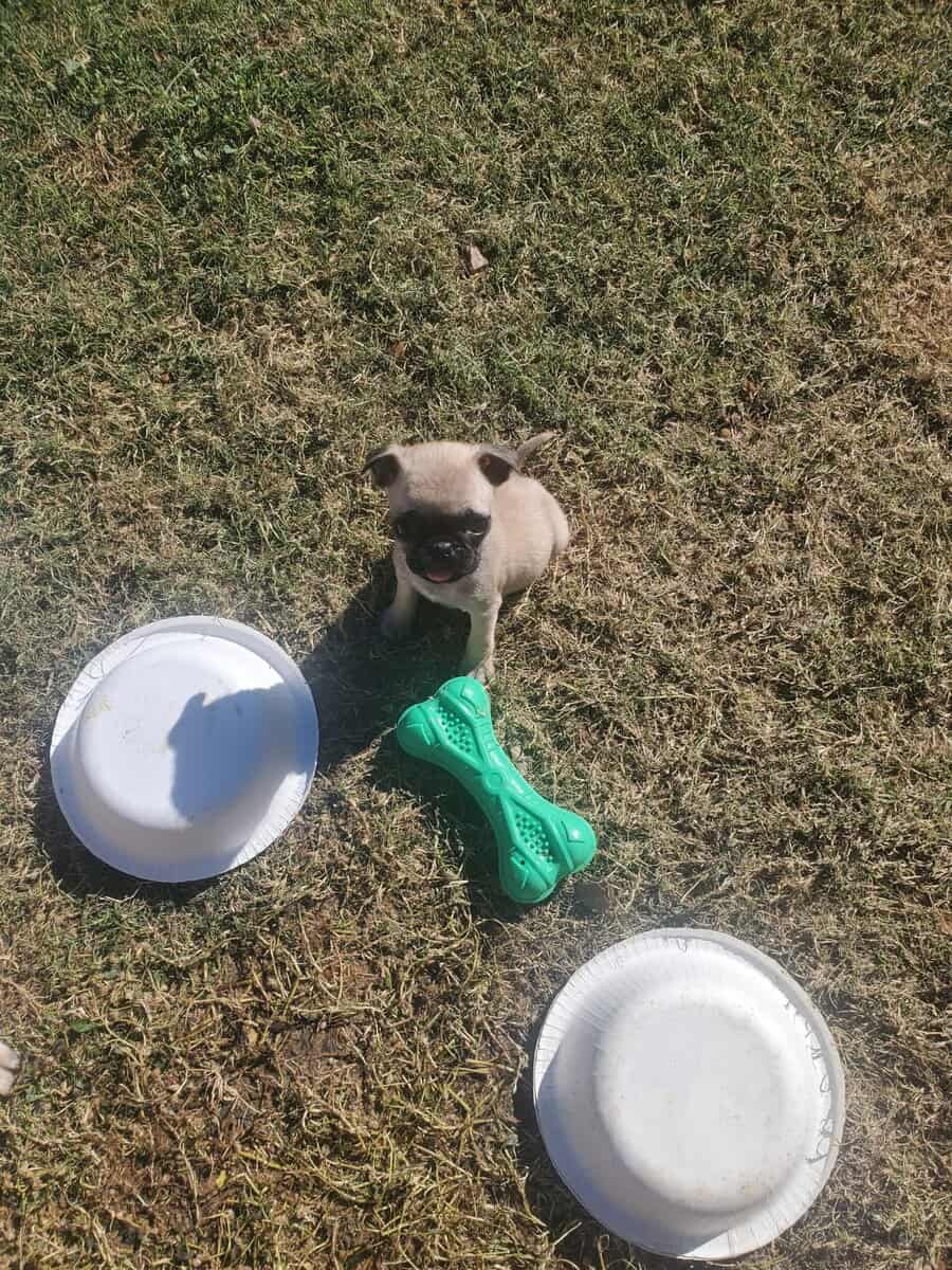 Pug puppies for sale image 7