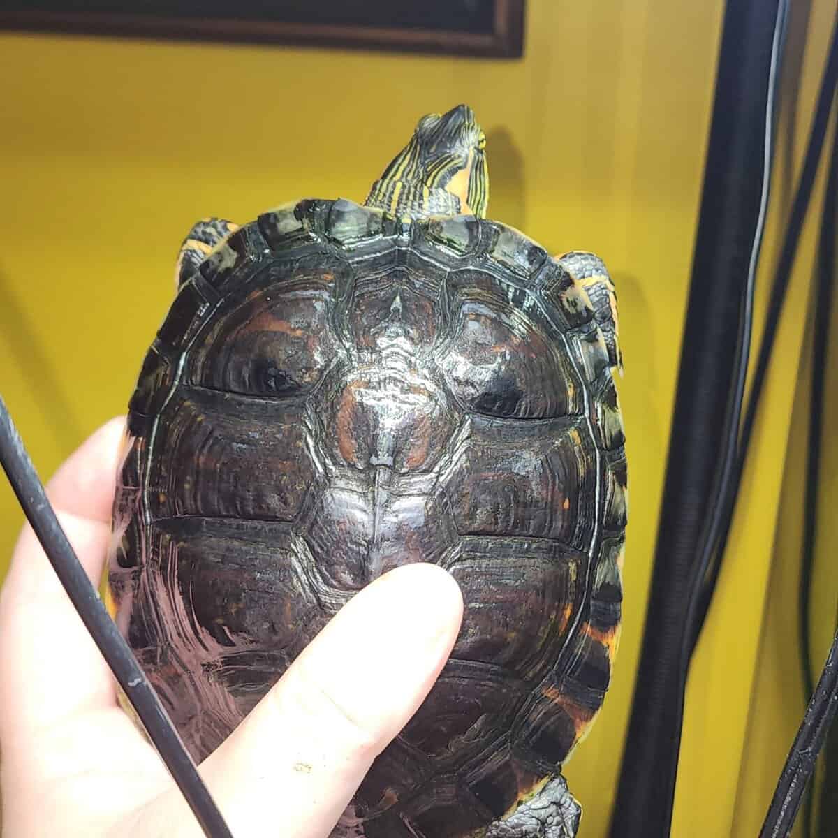 D'orbigny's slider turtle image 3
