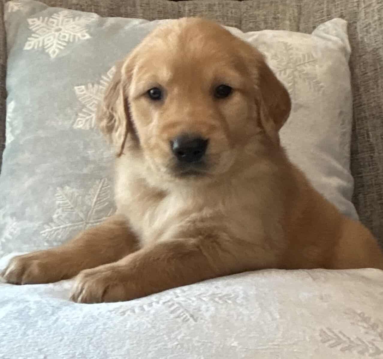 Akc GoldenRetriever pups image 3