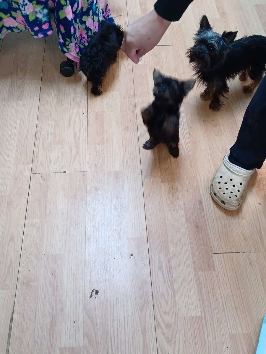 CKC REGISTERED TEACUP YORKSHIRE TERRIER (Girl) image 2