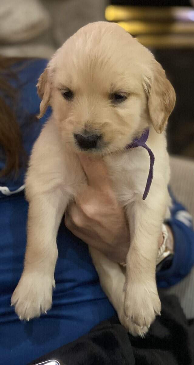 F1B Goldendoodle puppies (4 weeks old)Cadillac MI image 2