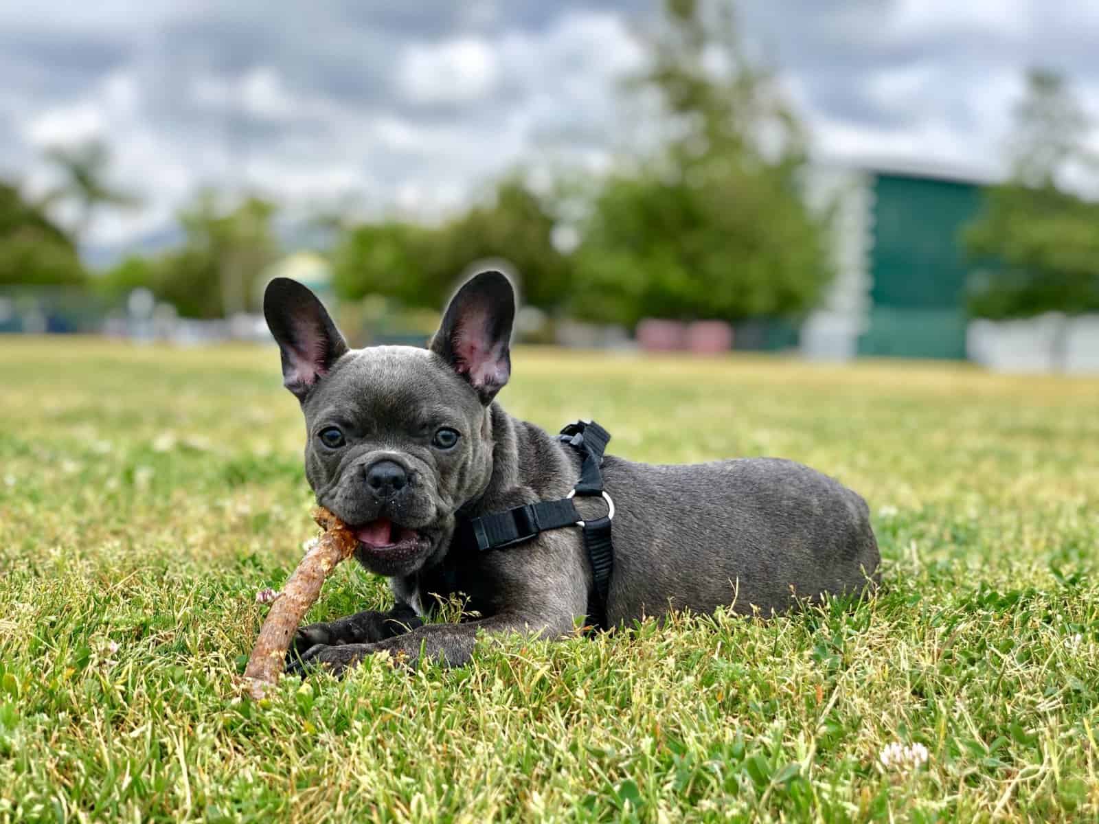 Female French bulldog image 3