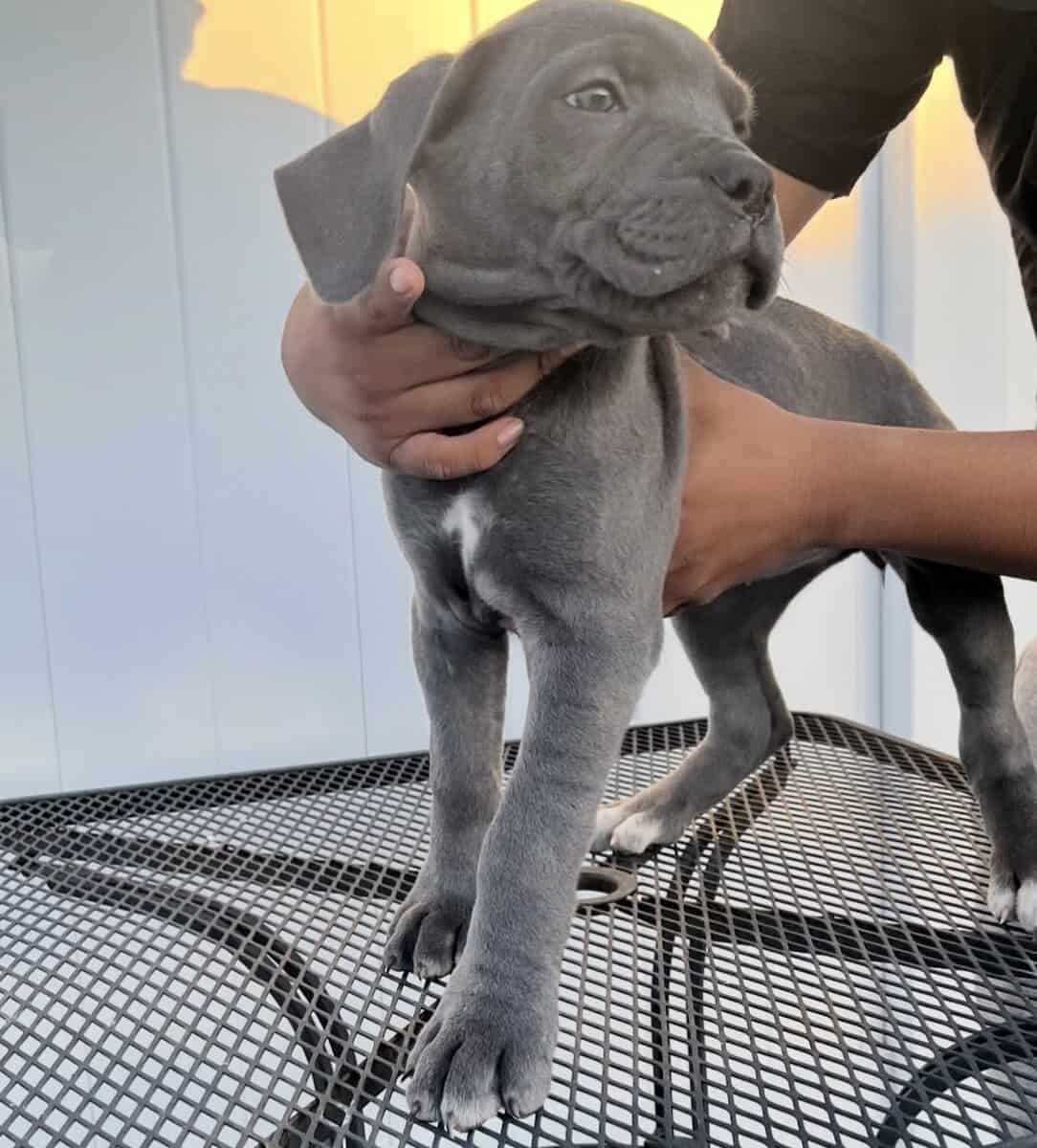 Akira’s Litter of Straw Carrier Corso’s 🍓🧬 image 11
