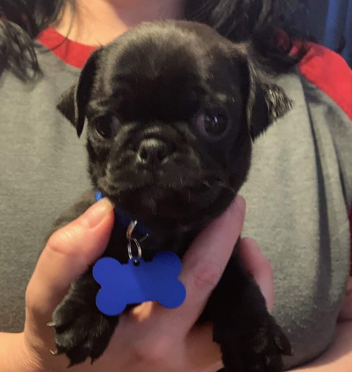 Pug puppies for sale image 12