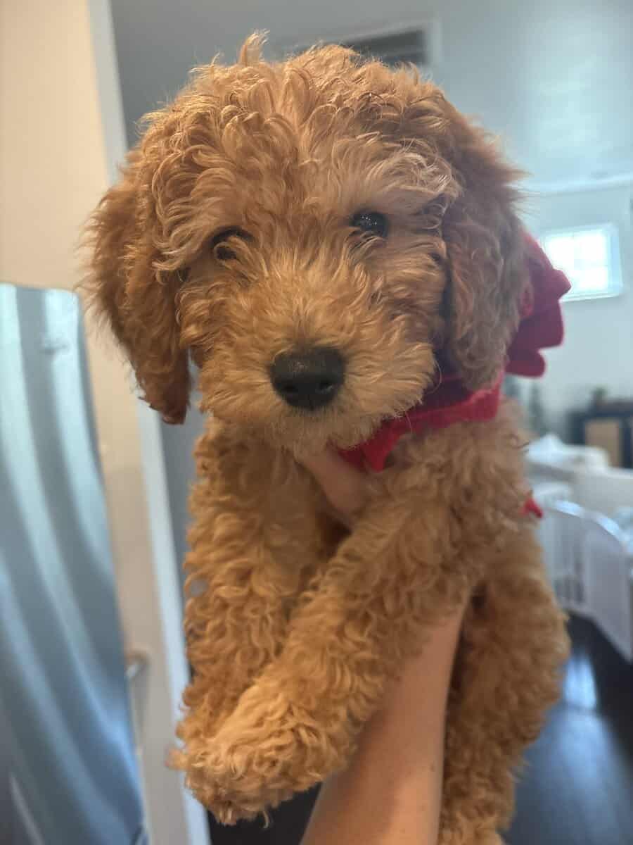 Mini female Goldendoodle image 2