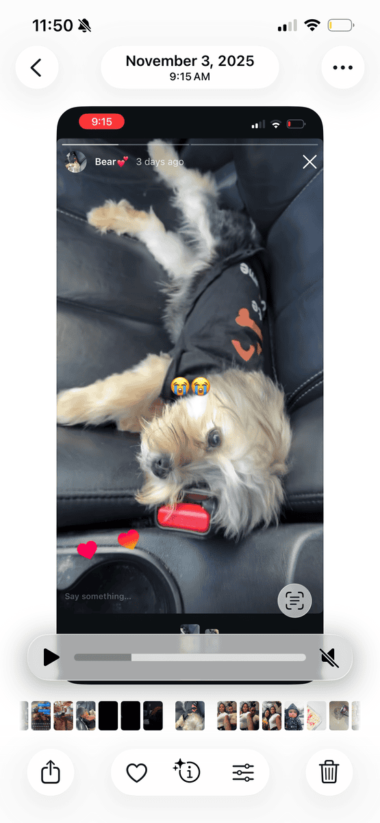 8 month morkie puppy image 1