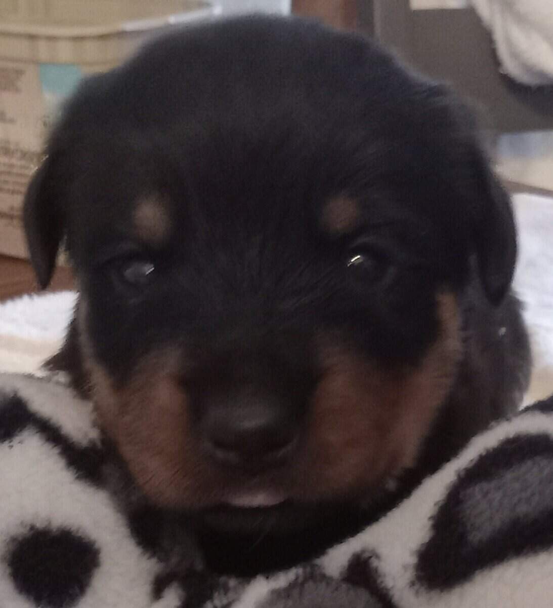 Rottweiler Puppies Looking for Forever Home image 7