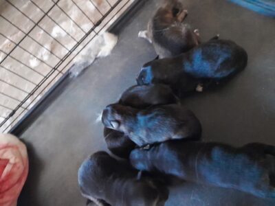 German sheperd/husky mix puppies 2 week old