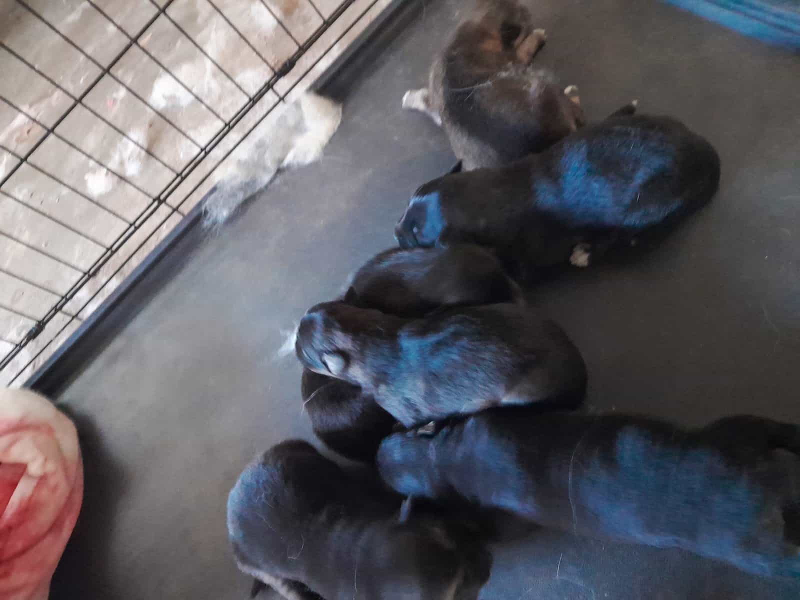 German sheperd/husky mix puppies ready to be rehom image 11