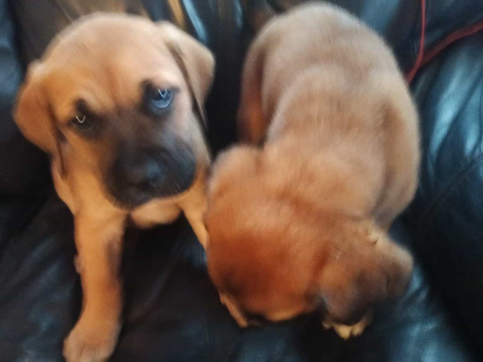 Good puppy image 2