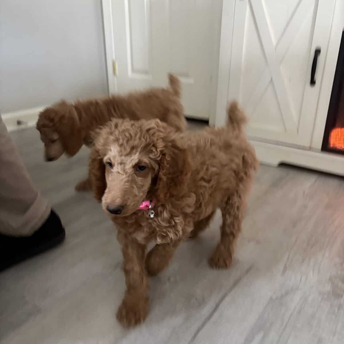 AKC standard poodle puppies image 8