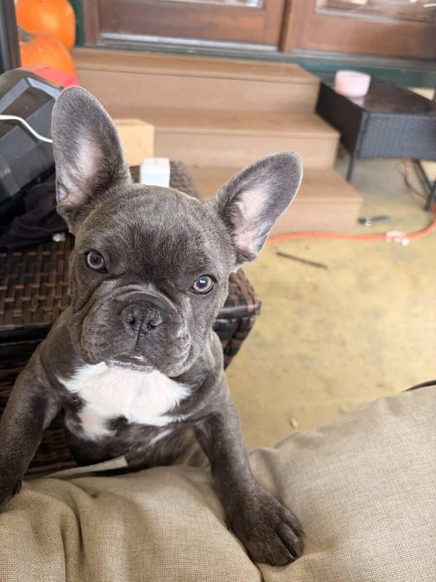 Frenchies image 5