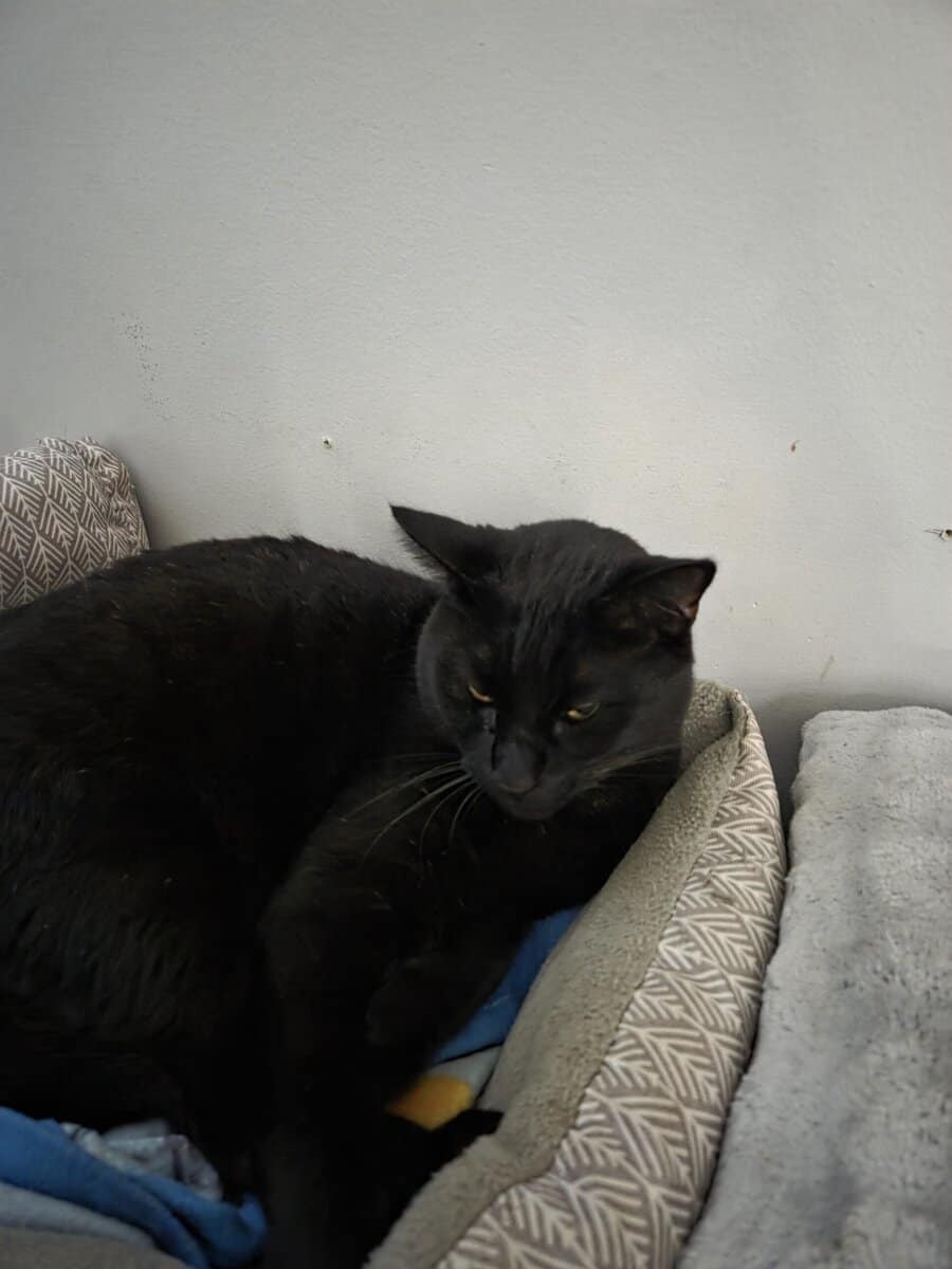 Bonded pair for rehoming image 1