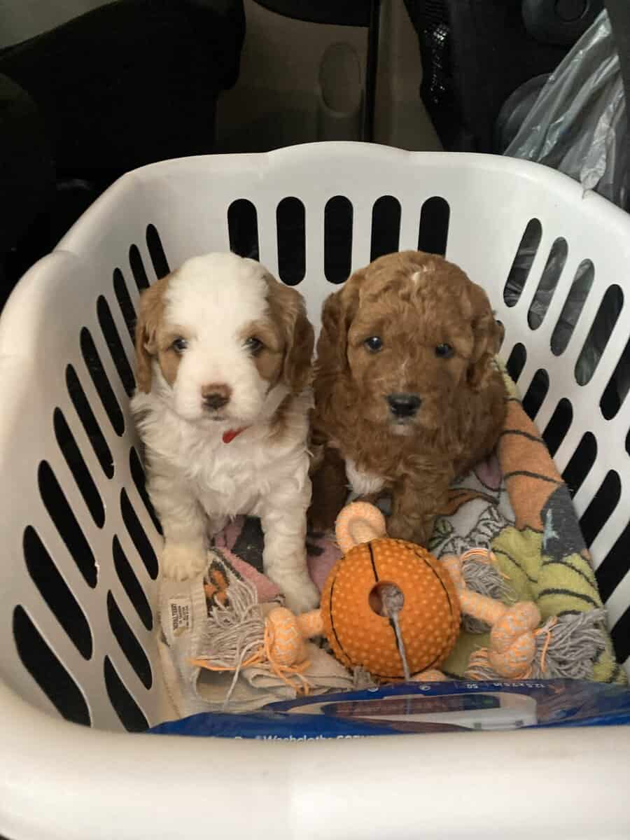 Female Multi-Gen Goldendoodles, hypoallergenic image 1