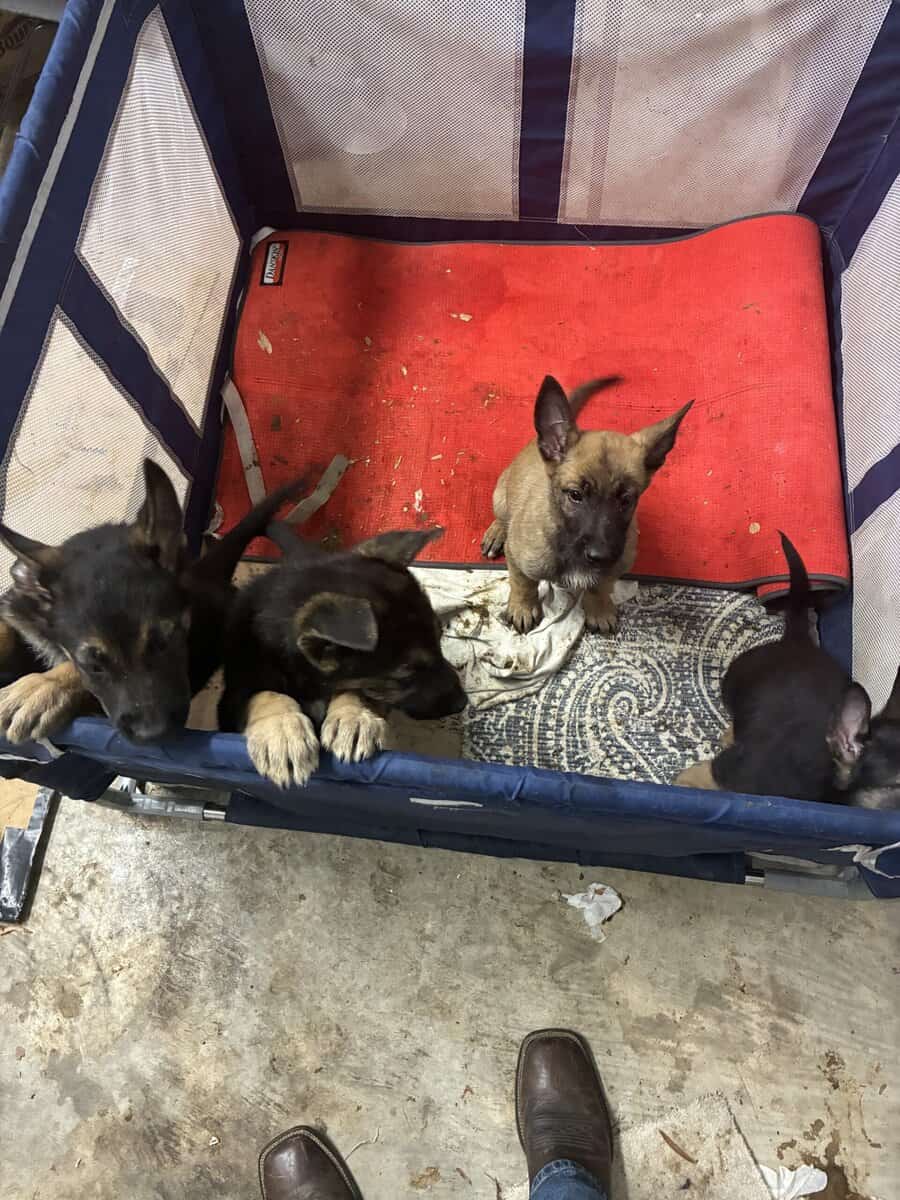 Belgian Malinios Puppies image 9