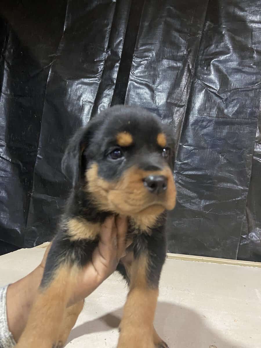 breeder image 3