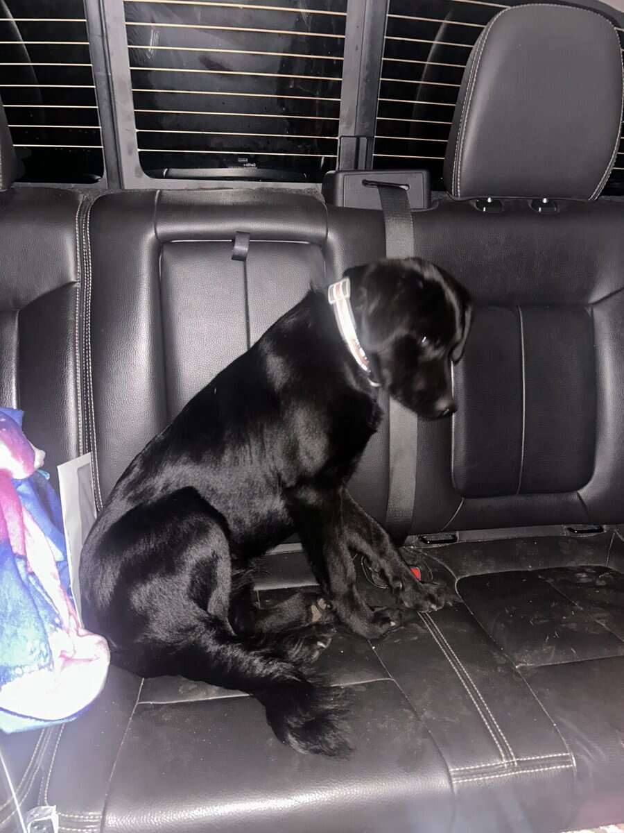 Sweet and loving lab collie mix image 2