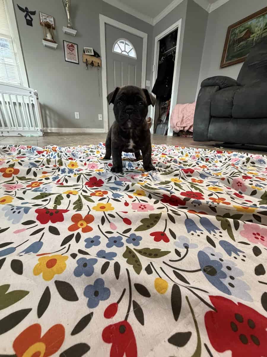 French English Bulldog puppies image 8