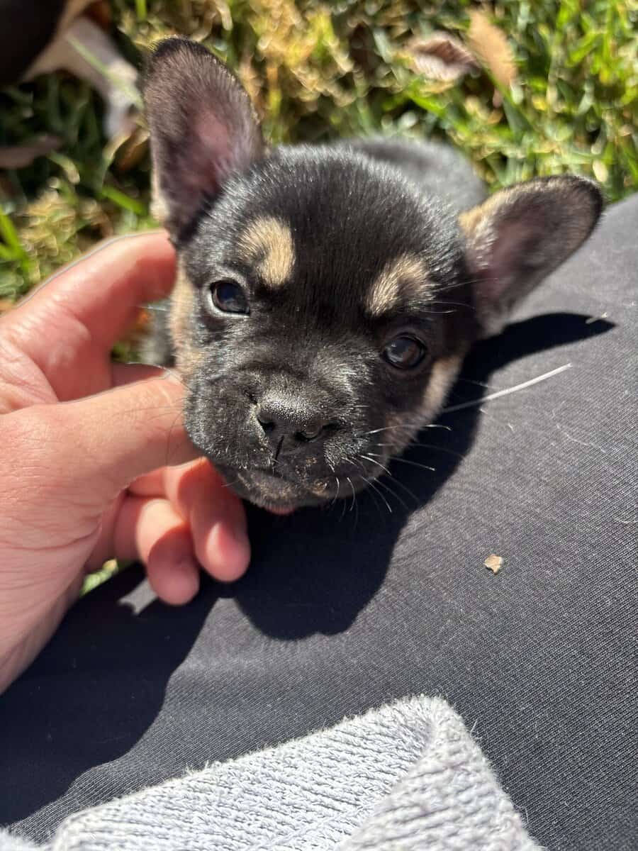 French Bulldog puppies image 12