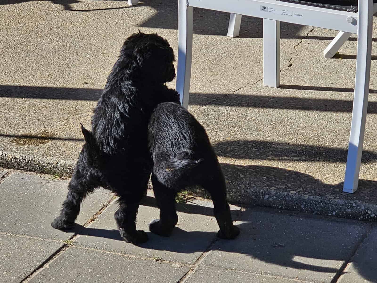 The golden deodorant puppies image 3
