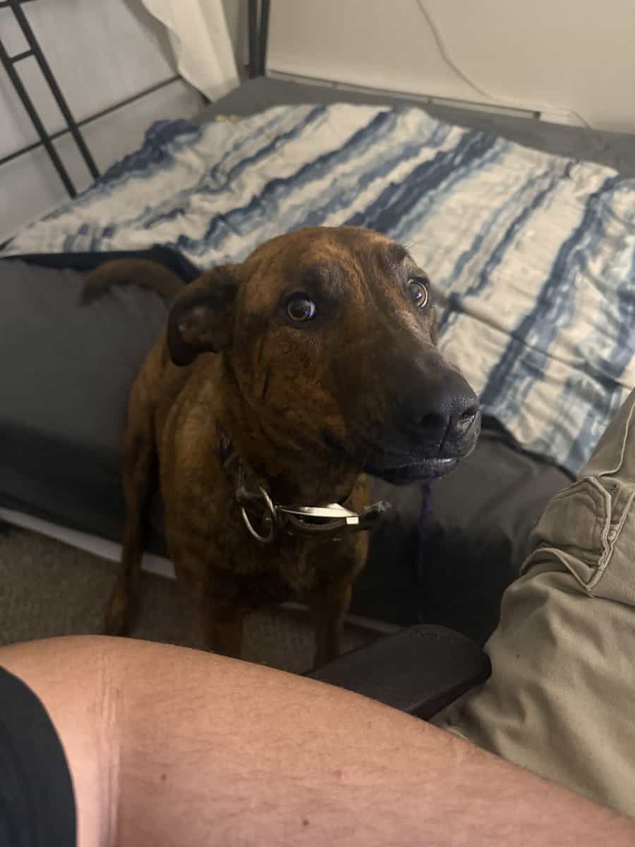 Plott hound needs good home image 2