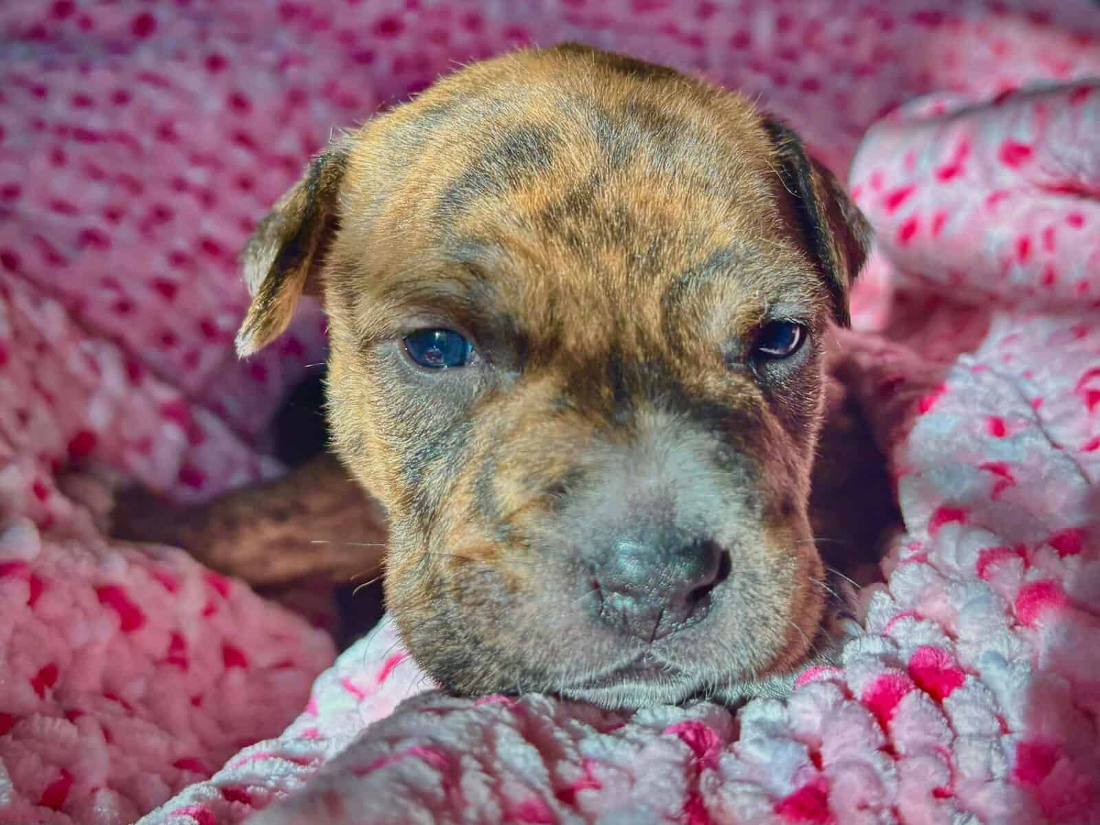 Pitbull Mastiff Babies for Valentine’s Day image 1