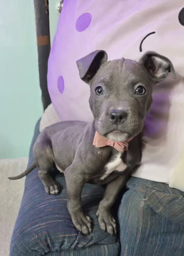 Xl bully image 1
