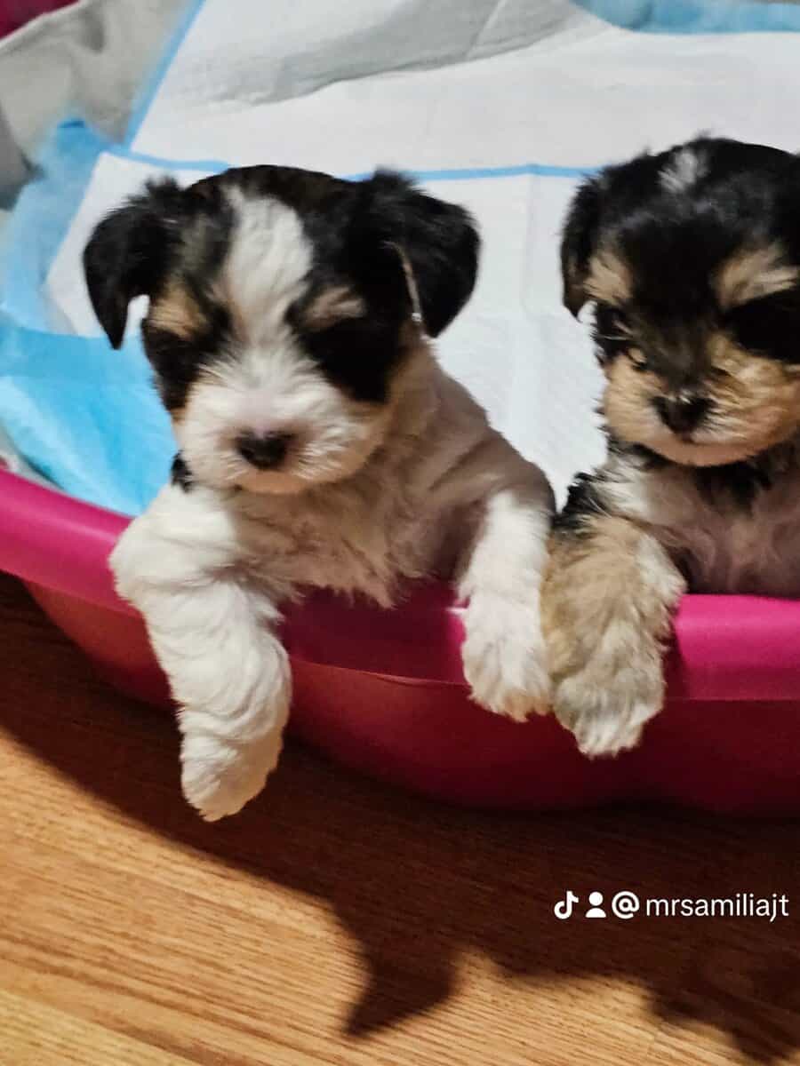 Parti Yorkie needs furever home image 11