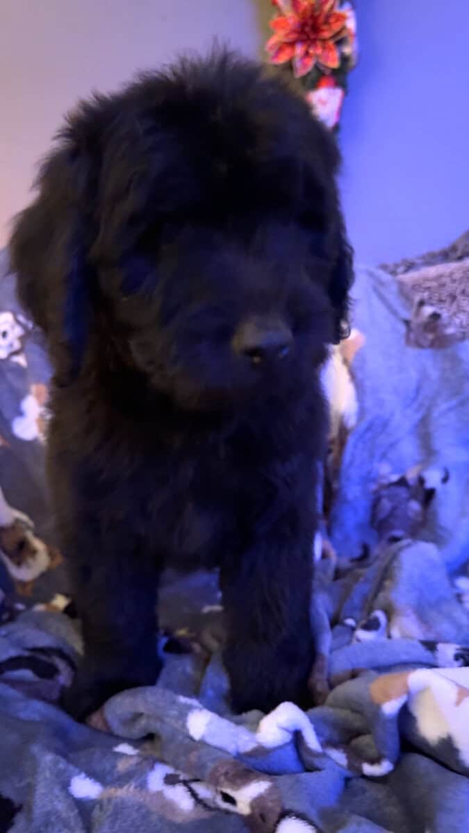 Golden doodle puppies image 1