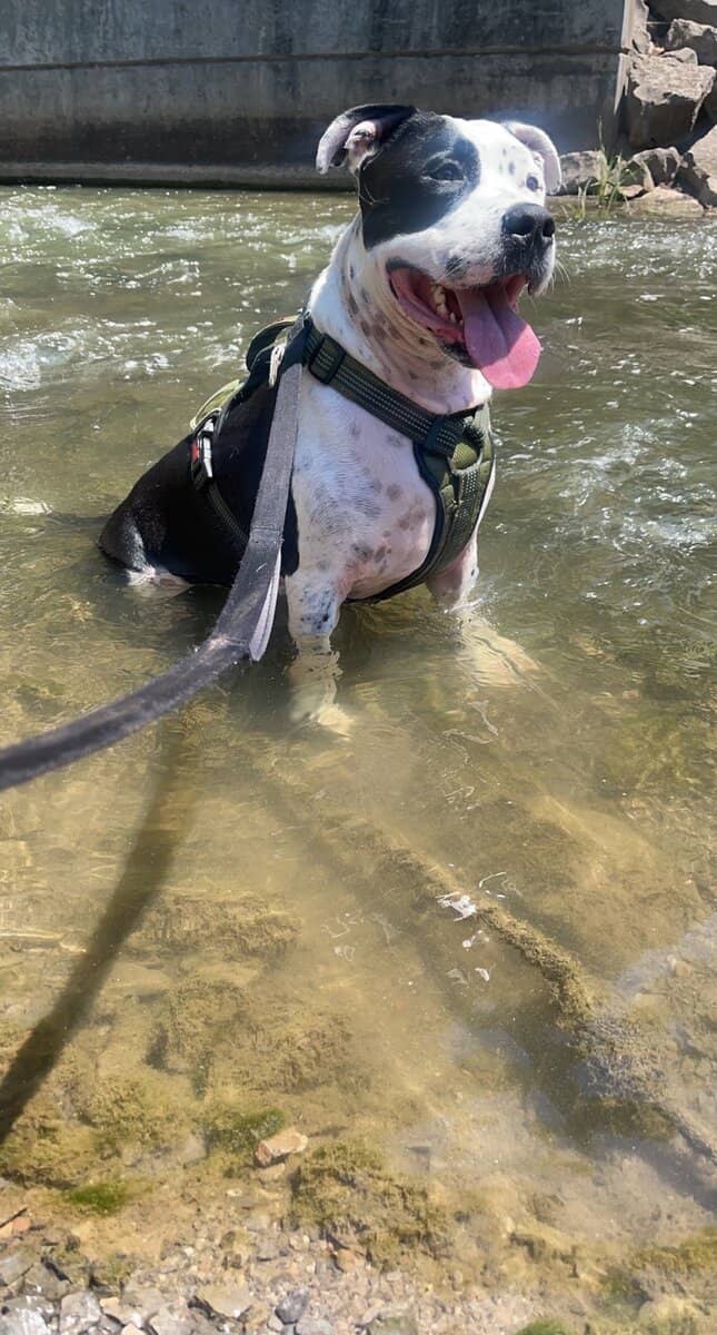Looking To Rehome My Furry Friend image 2