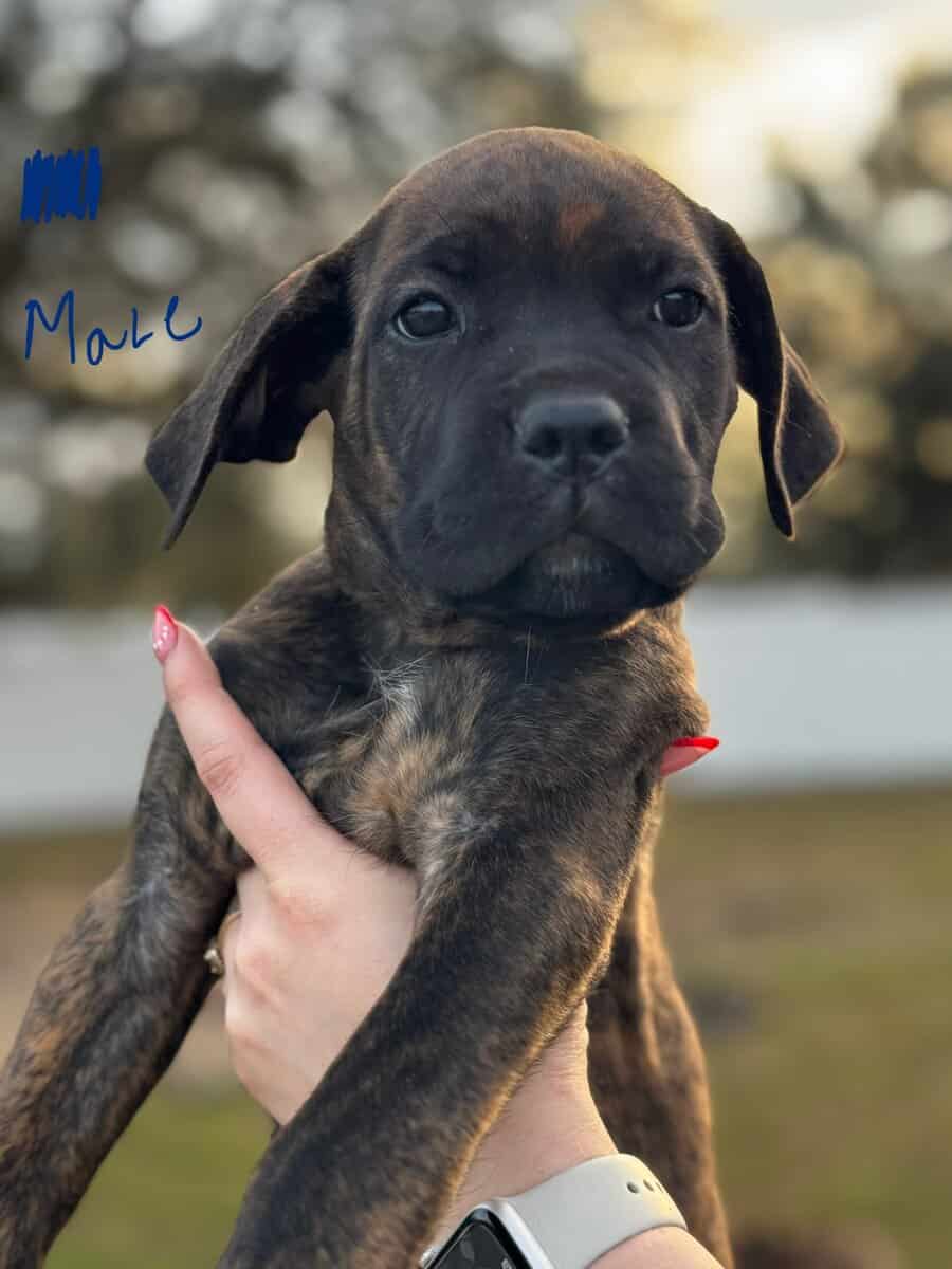 Cane Corso puppies image 10