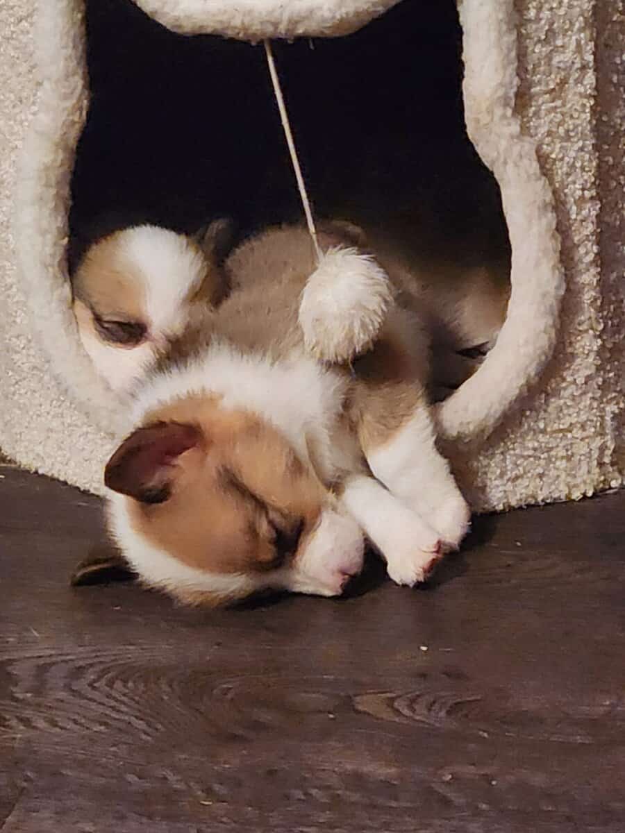 Corgi puppies image 6