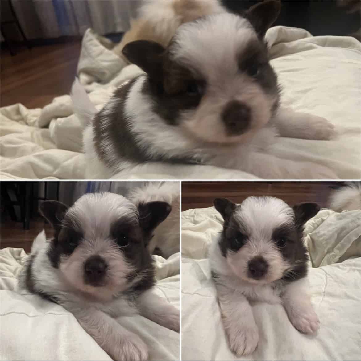 Pomeranian puppies image 6