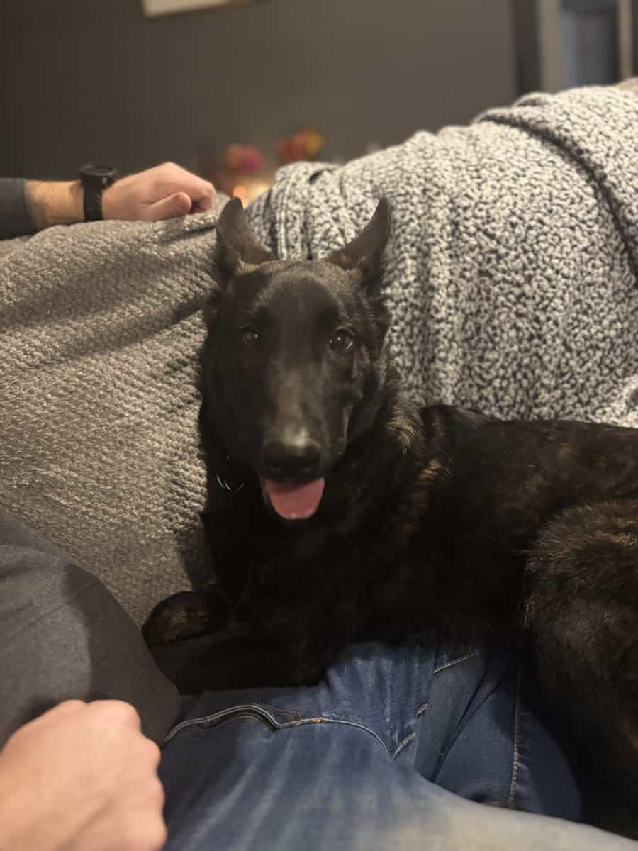 Dutch shepherd puppy image 2