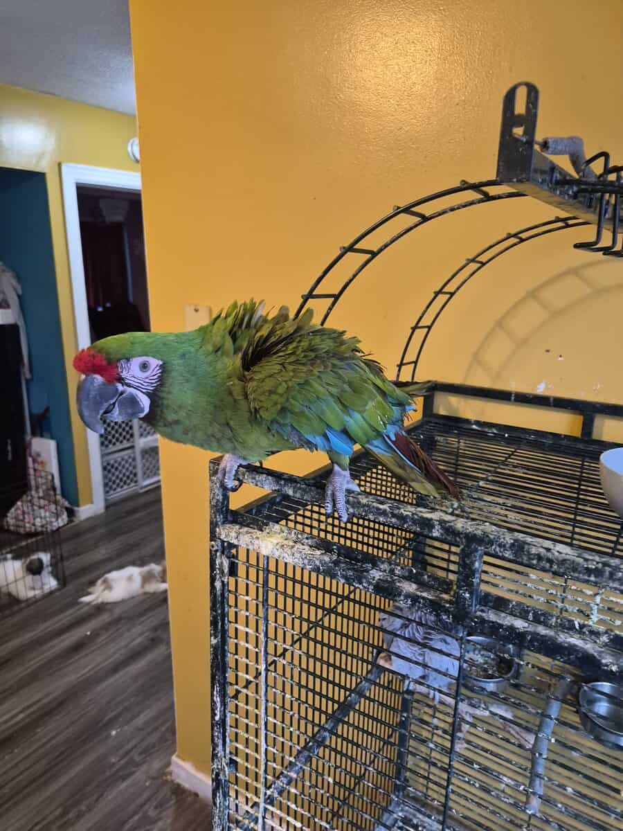 MACAW image 2