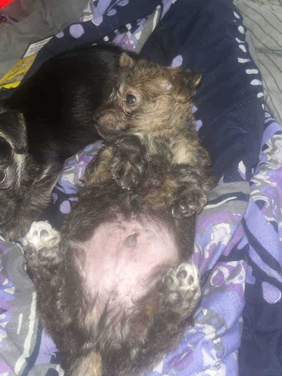 Yorkiepoo / Chihuahua Mix Puppies image 6