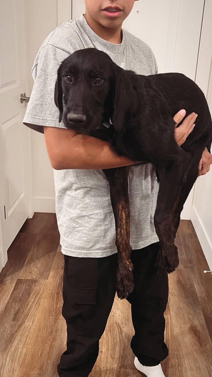 Lab mix puppy image 2