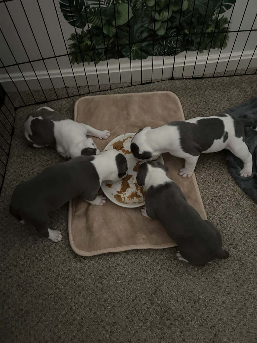 Puppies for rehoming image 4