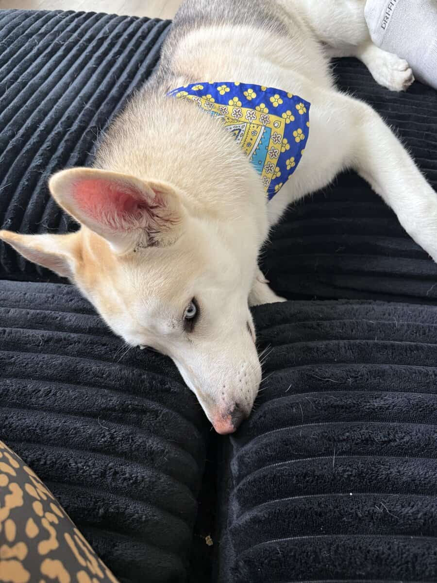 Please adopt Koa image 6